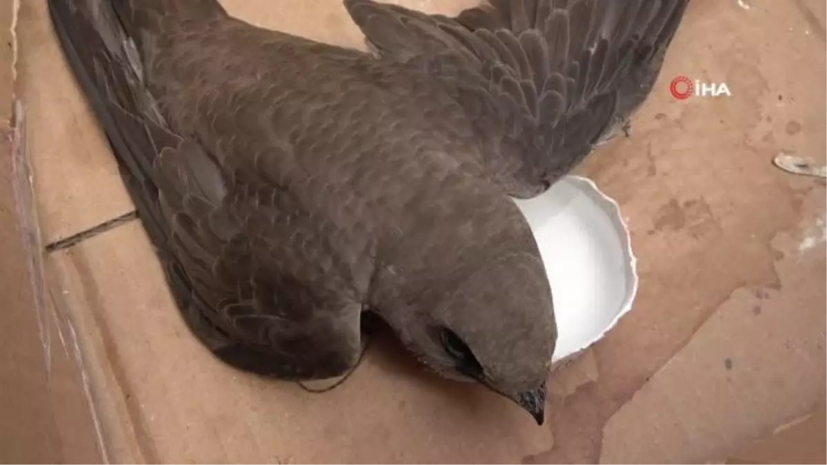 Elazığ'da Vatandaşın Bulduğu Ebabil Kuşu Koruma Altına Alındı
