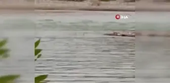 Garzan Çayında nesli tehdit altında olan su samuru görüldü