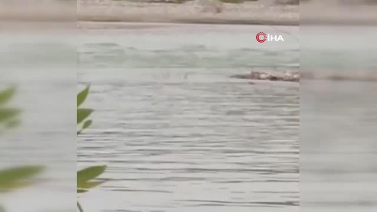 Garzan Çayında nesli tehdit altında olan su samuru görüldü