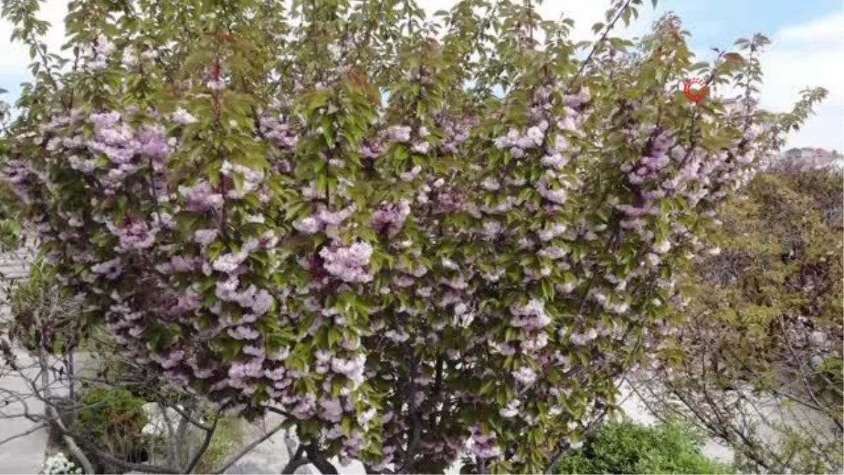 Konya\'da Sakura Ağaçları Rengarenk Çiçek Açtı