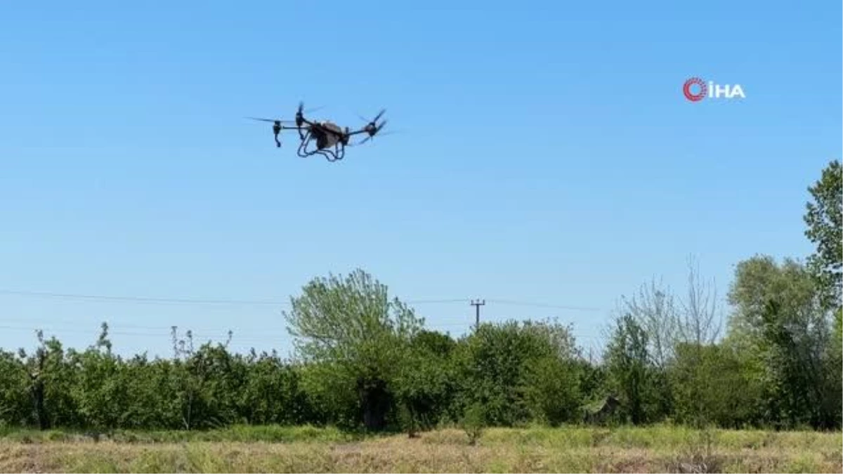 Çeltikler Düzcede dron ile dikilecek