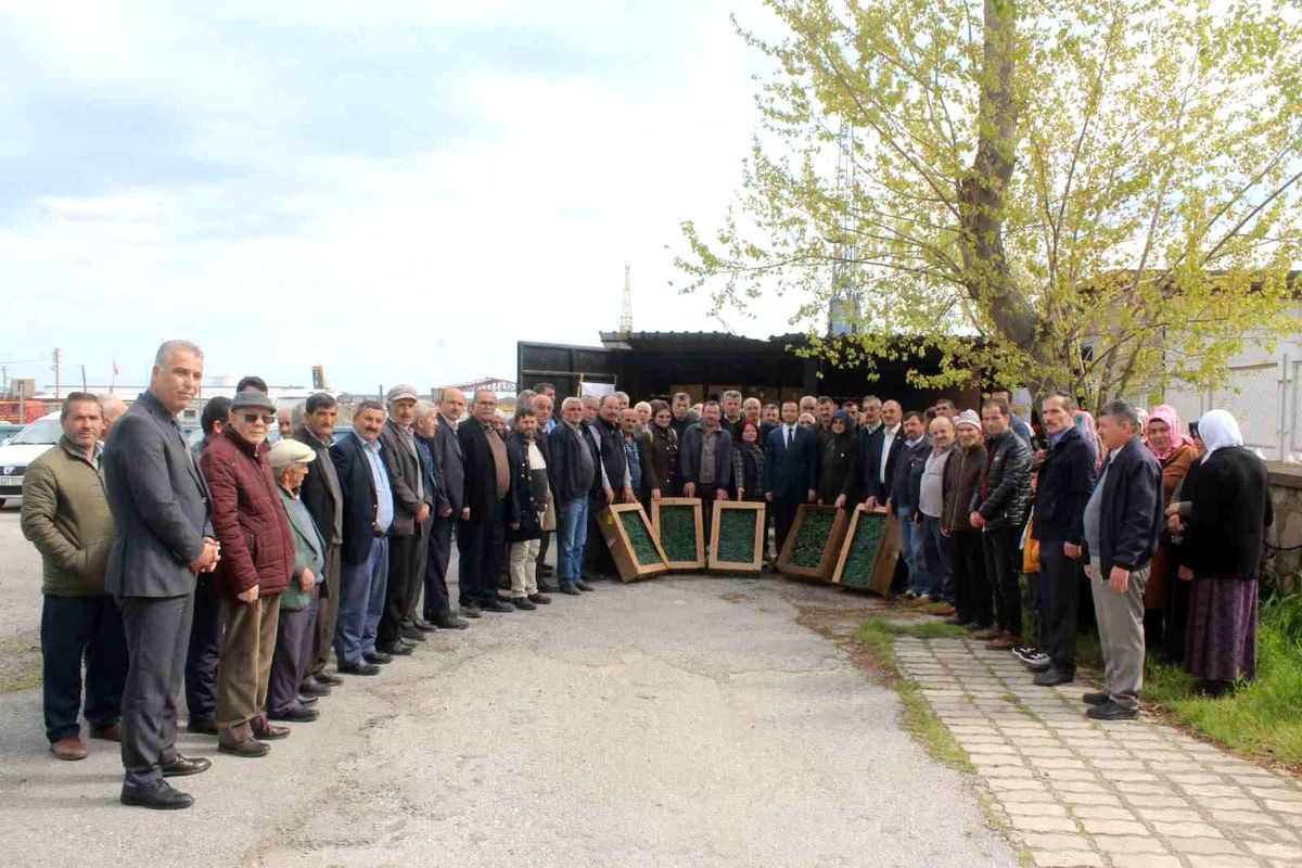 Kastamonu İnebolu\'da Çiftçilere 20 Bin Adet Biber ve 42 Bin Domates Fidesi Dağıtıldı