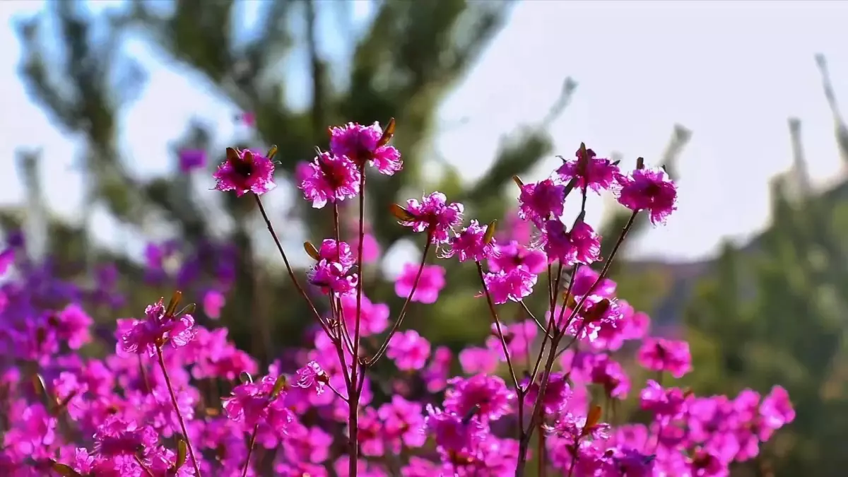 Çiçeklerle dolu Zhalantun şehri turistlerin ilgisini çekiyor