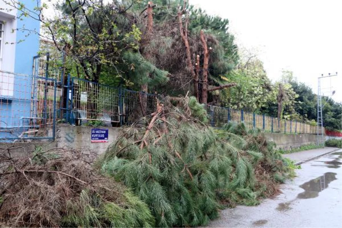Zonguldak\'ta elektrik tellerine temas eden ağaçlar budandı