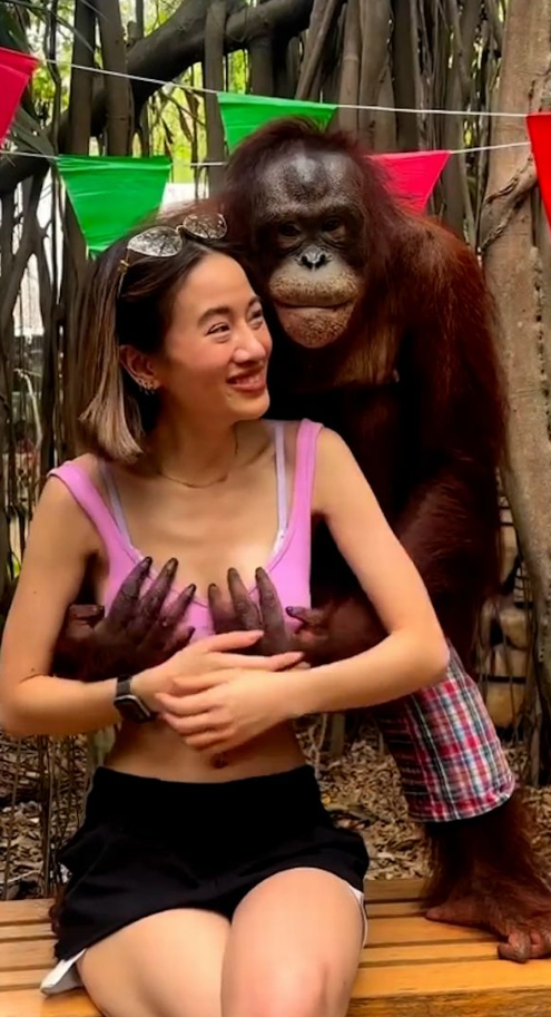 Hayvanat bahçesine giden genç turist orangutanın tacizine uğradı