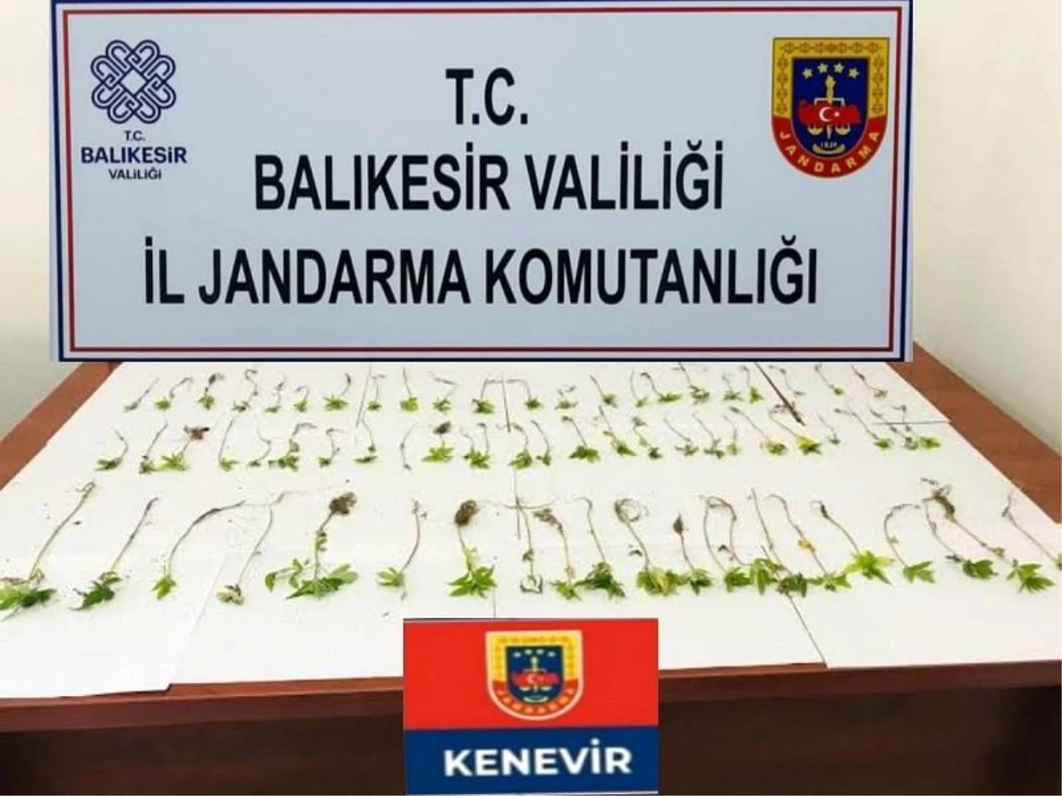 Balıkesir Havran\'da yasa dışı kenevir yetiştiricisi yakalandı