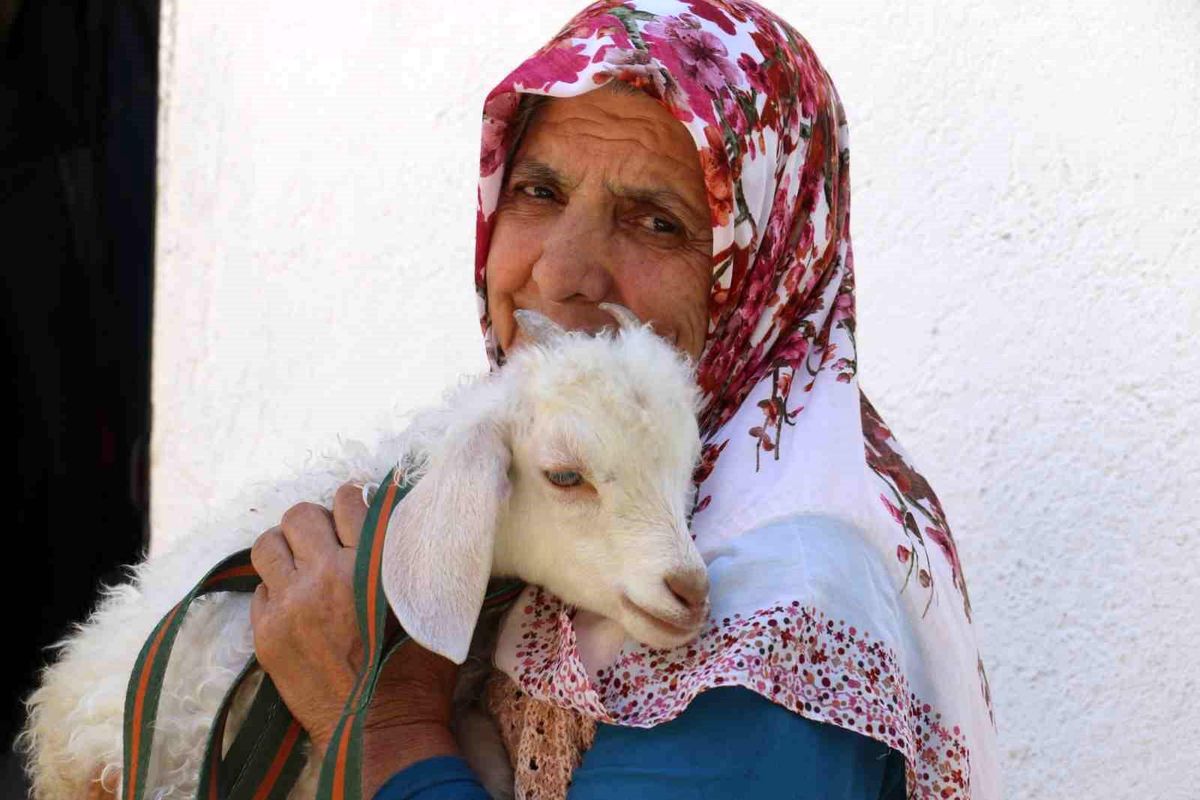 70 yaşındaki Medine Kara, bebek gibi baktığı kuzusunu yanından hiç ayırmıyor