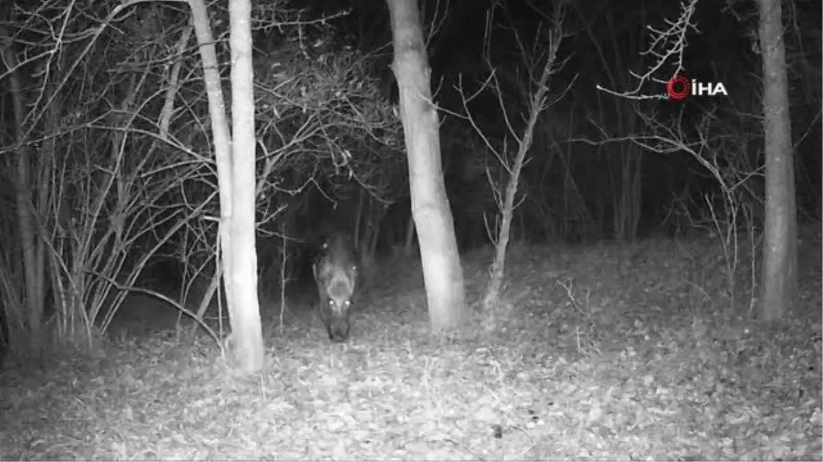 Erzincan'da Yaban Hayatı Fotokapanlarla Görüntülendi