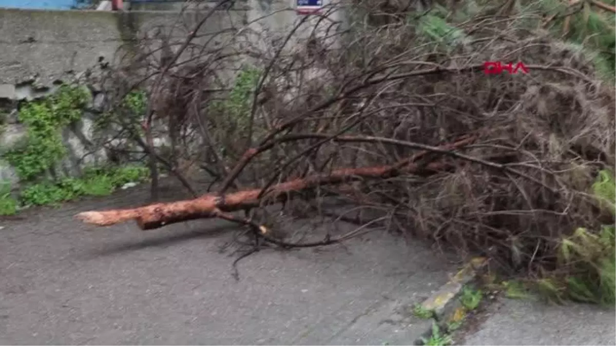 Zonguldak\'ta Elektrik Telleri Nedeniyle Budanan Ağaçlar Tepki Çekti