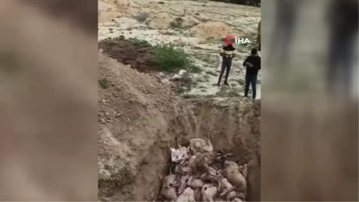 Ankara\'da Sokak Köpekleri Sürüye Saldırdı: 40 Kuzu Telef Oldu