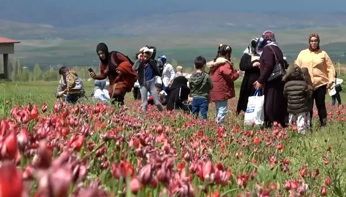 Depremzedeler Muş Lalesi Tarlasında Psikolojik Destek Buluyor