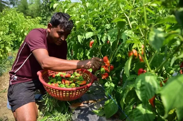 Hindistan'da Dünyanın En Acı Biberi Bhut Jolokia Hasadı Başladı