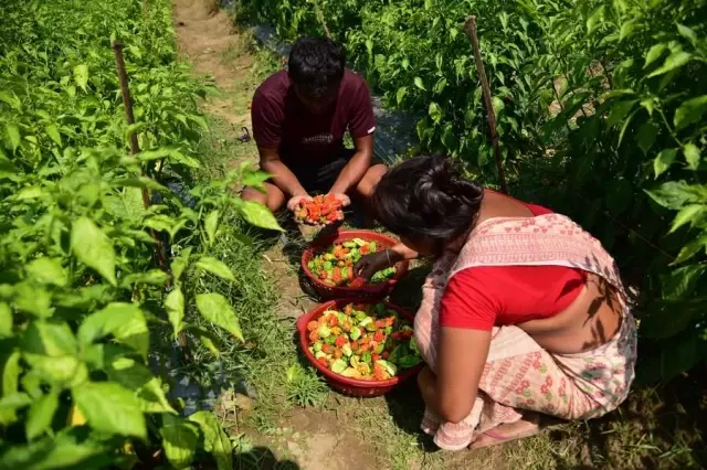 Hindistan'da Dünyanın En Acı Biberi Bhut Jolokia Hasadı Başladı