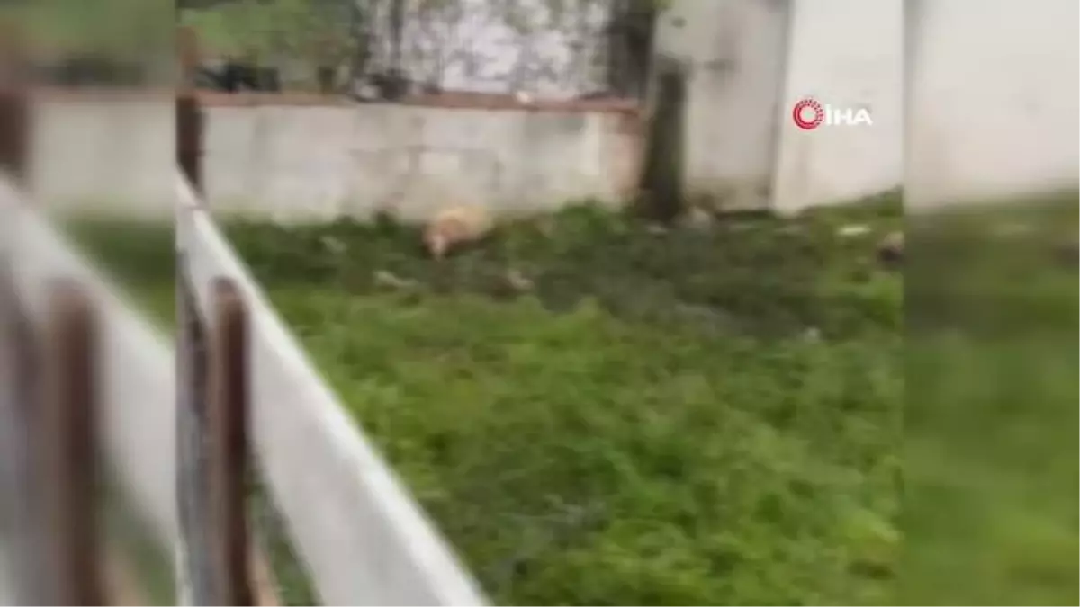 Sokak köpeklerinin saldırdığı 14 kurbanlık telef oldu
