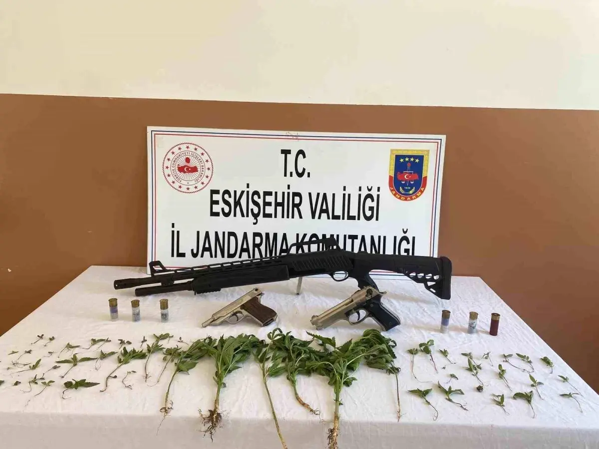 Eskişehir\'de Yapılan Operasyonda 97 Kök Kenevir Ele Geçirildi