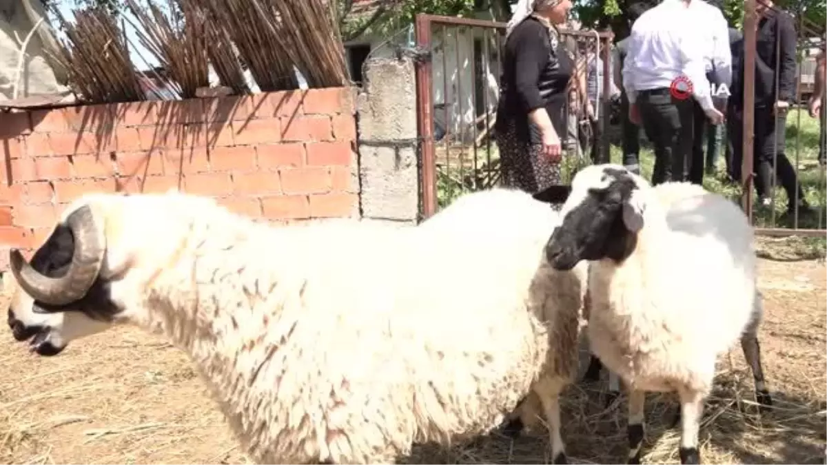 Başkan Çerçioğlundan koyunları telef olan üretici kadına destek