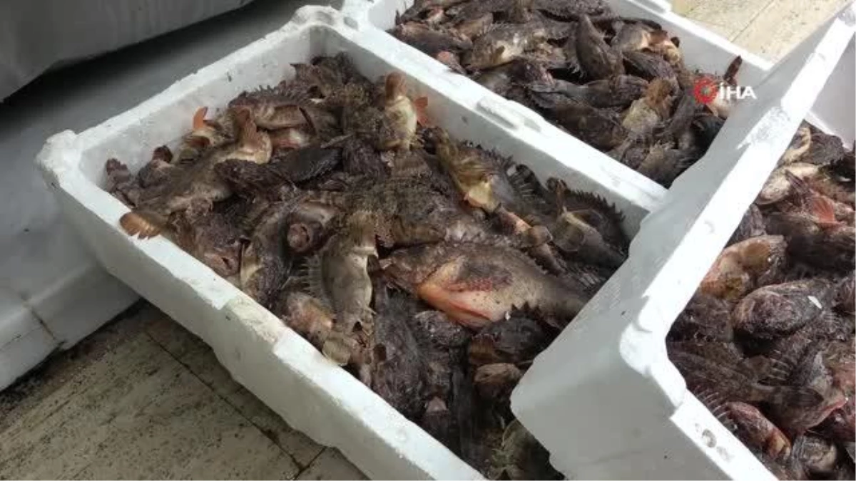Dışı zehirli içi lezzetli iskorpit balığı tezgahlarda: Kilogramı 300 TL