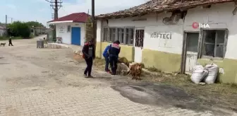 Jandarmadan sokak hayvanlarına şefkat eli