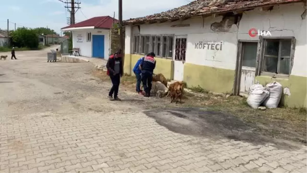 Jandarmadan sokak hayvanlarına şefkat eli