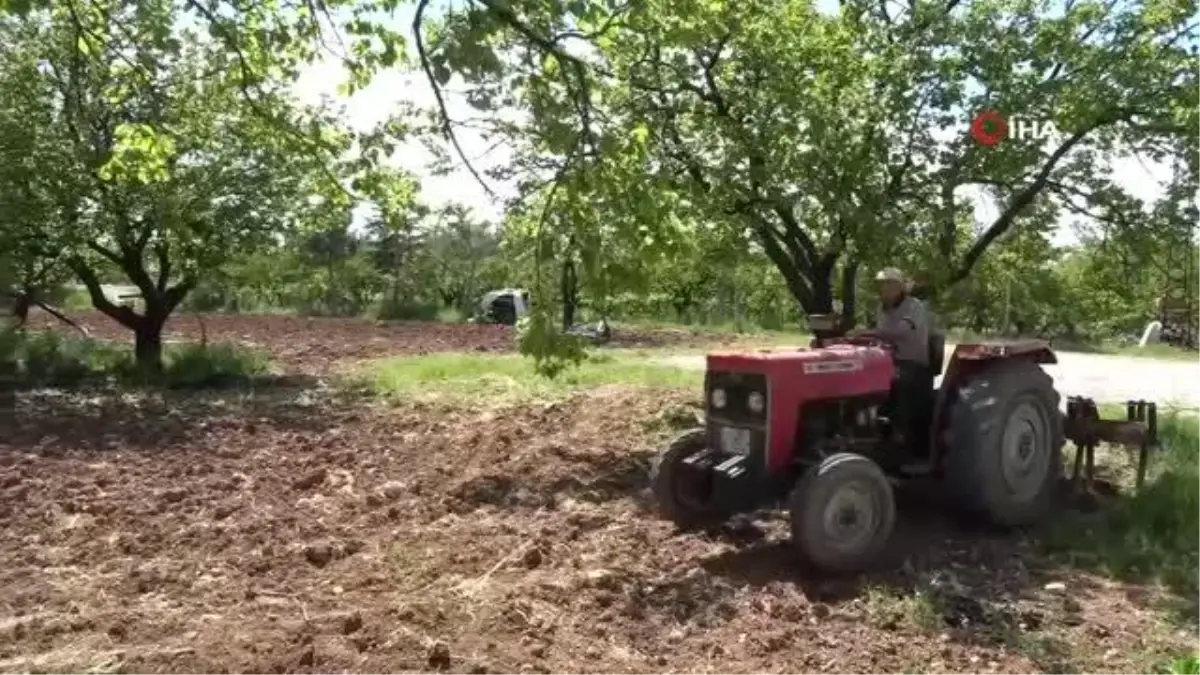 Kayısı düşük rekolte tehlikesiyle karşı karşıya