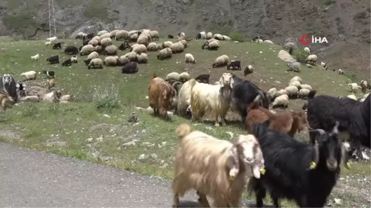 Şırnak\'ta Göçerler Yaylaya Ulaştı