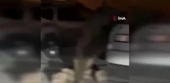 Tuncelide yaban domuzları yavrularıyla birlikte şehir merkezine indi