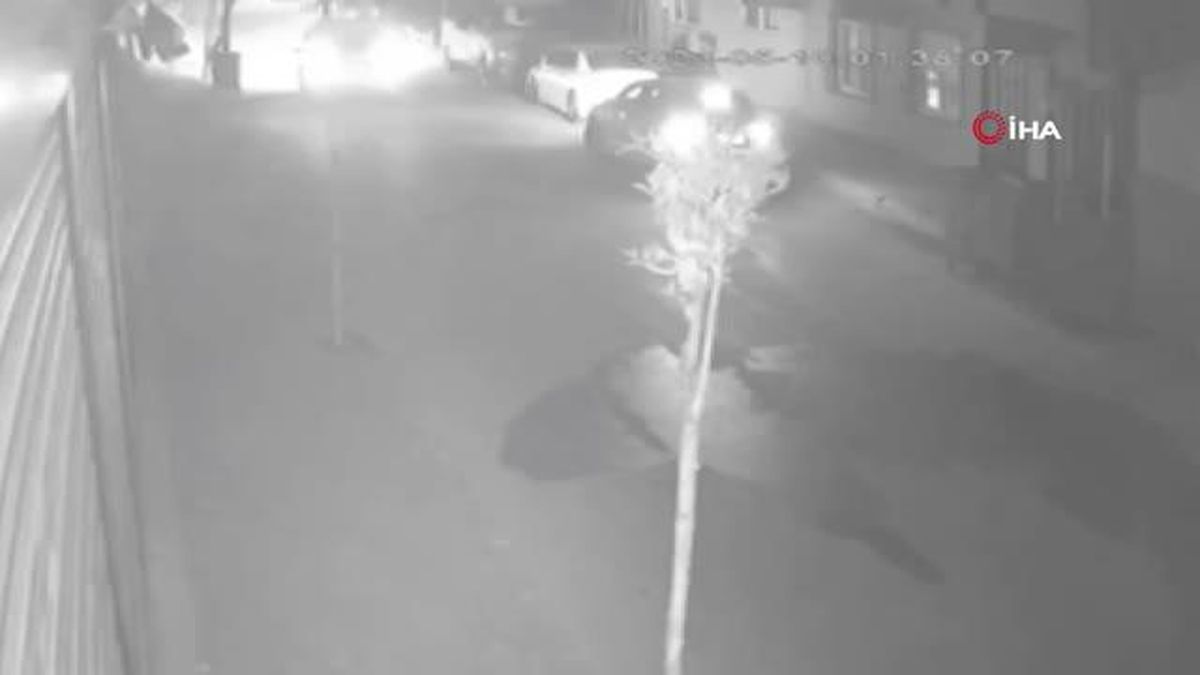 Yalovada şehir merkezine ayı indi