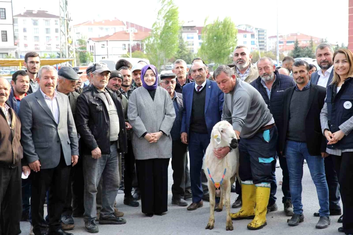 Akyurt Belediyesi 74 Çiftçiye Hibeli Damızlık Koç Dağıttı