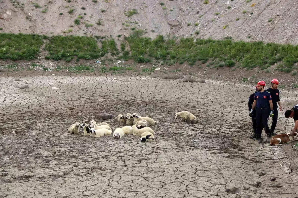 Kayseri İtfaiye Ekipleri Bataklığa Saplanan 30 Koyunu Kurtardı