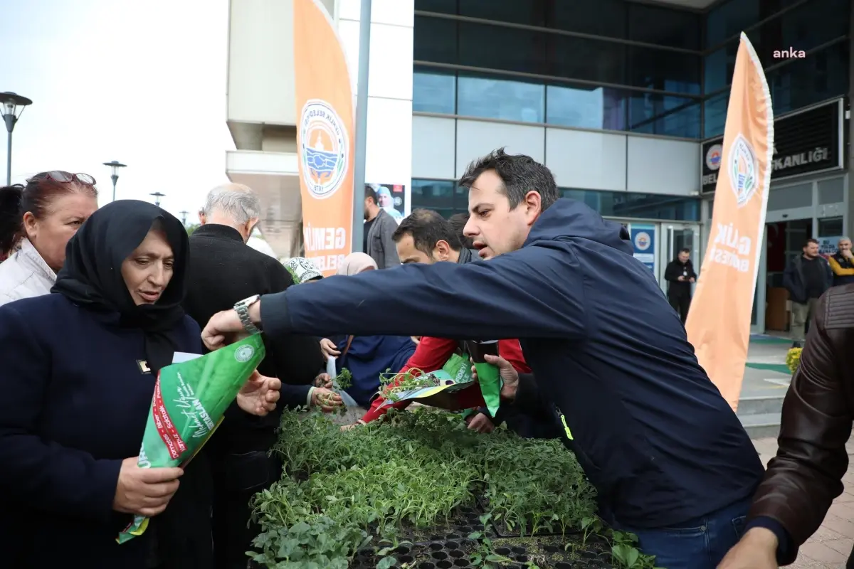 Gemlik Belediyesi 500 Bin Fideyi Ücretsiz Dağıtıyor