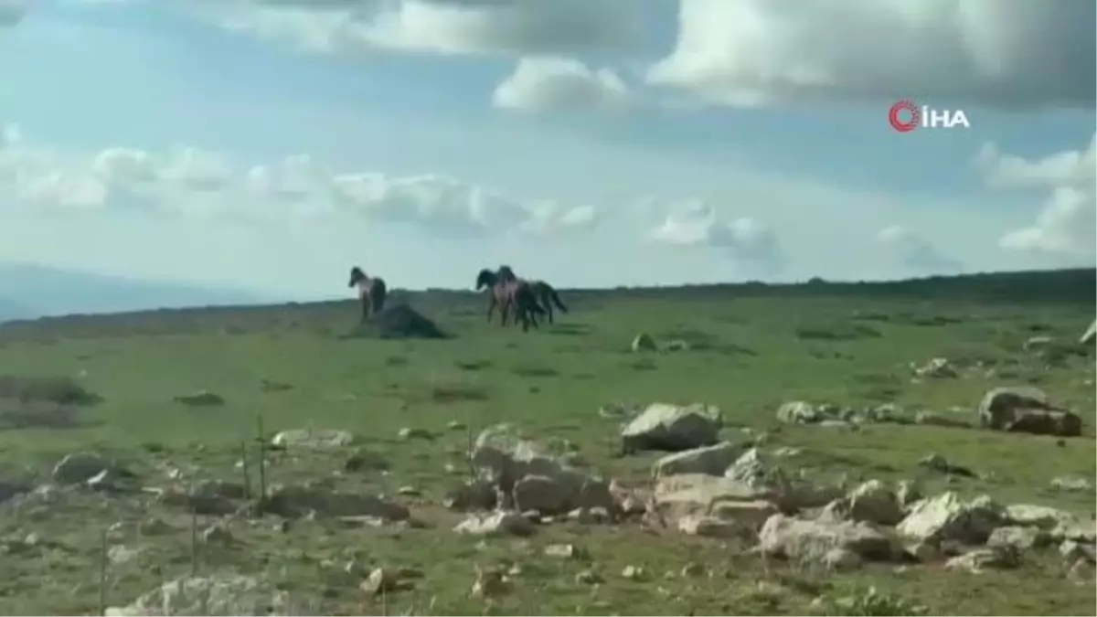 Yılkı atları göletlerden su içerken görüntülendi