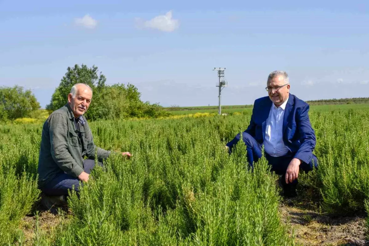 Karacabey Belediye Başkanı Aromatik Bitki Üretim Tesislerini İnceledi