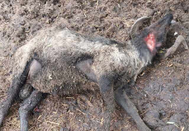 Tel örgüleri parçalayıp ağıla giren ayı resmen kıyım yaptı Tel örgüleri parçalayıp ağıla giren ayı resmen kıyım yaptı