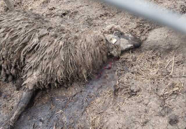 Tel örgüleri parçalayıp ağıla giren ayı resmen kıyım yaptı Tel örgüleri parçalayıp ağıla giren ayı resmen kıyım yaptı