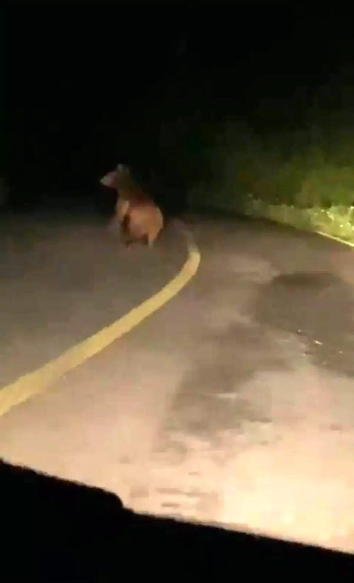 Sakaryanın Hendek ilçesinde yavru ayı yola indi