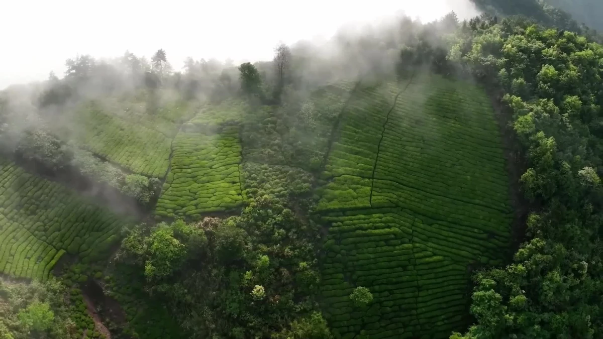 Çay tarlası sisle örtülü olduğu için turistlerin ilgi odağı haline geldi
