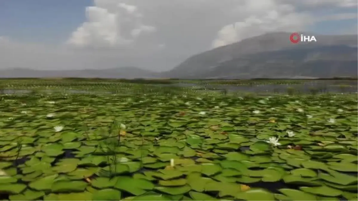 Işıklı Gölünde Nilüfer Şöleni Başlıyor