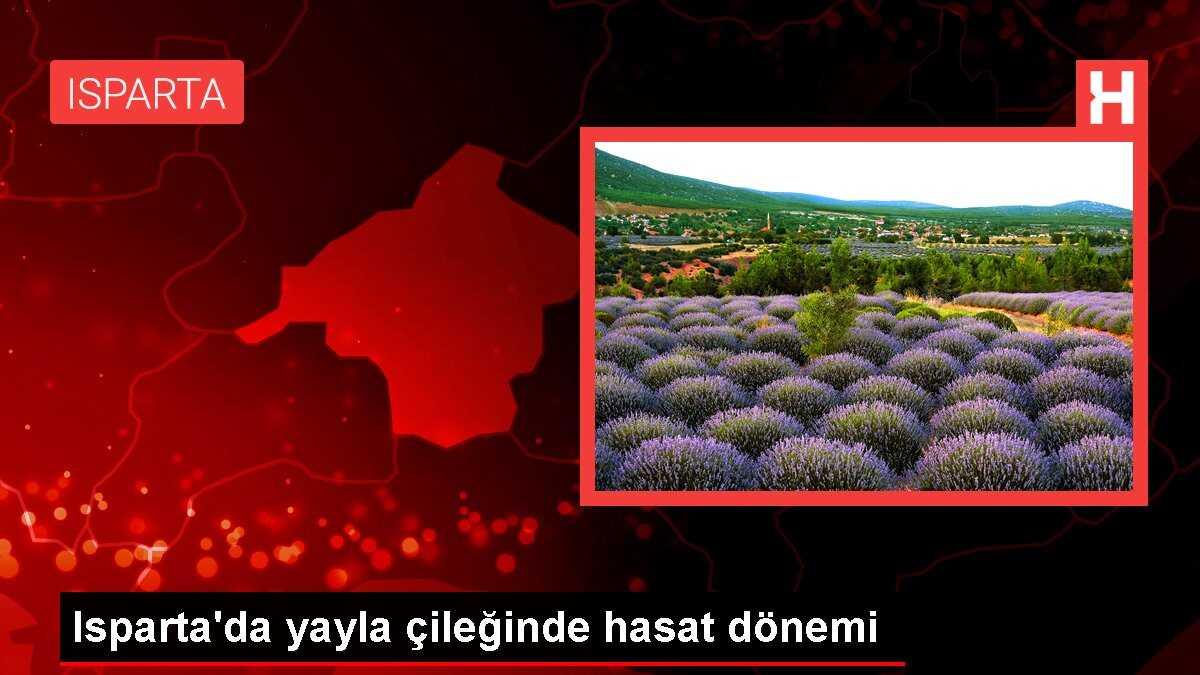 Isparta'nın Aksu ilçesinde yayla çileği üretimi geçim kaynağı haline geldi