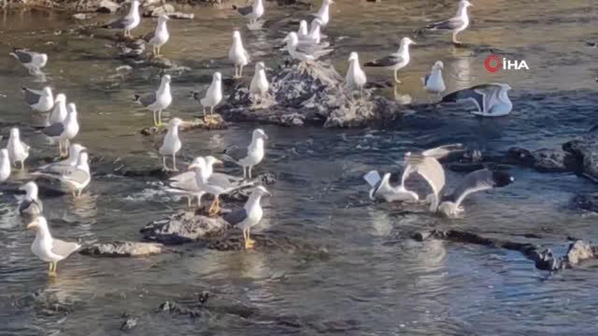 Martıların inci kefali avı