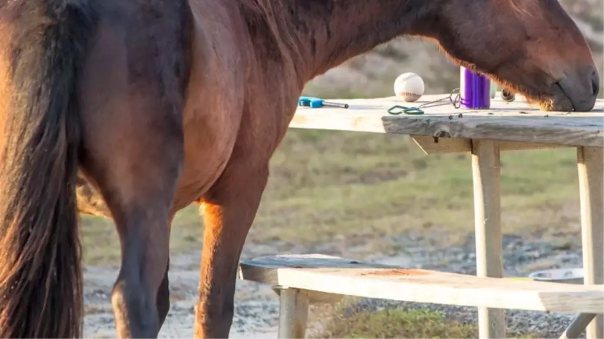 Atı çalmak isteyen kişi suçüstü yakalandı