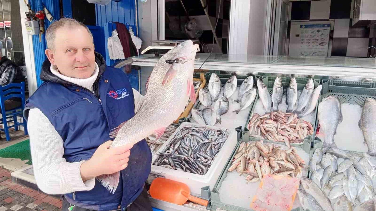 Karadenizde Yakalanan 7 Kilo Minekop Balığı 250 Liradan Satışa Çıktı