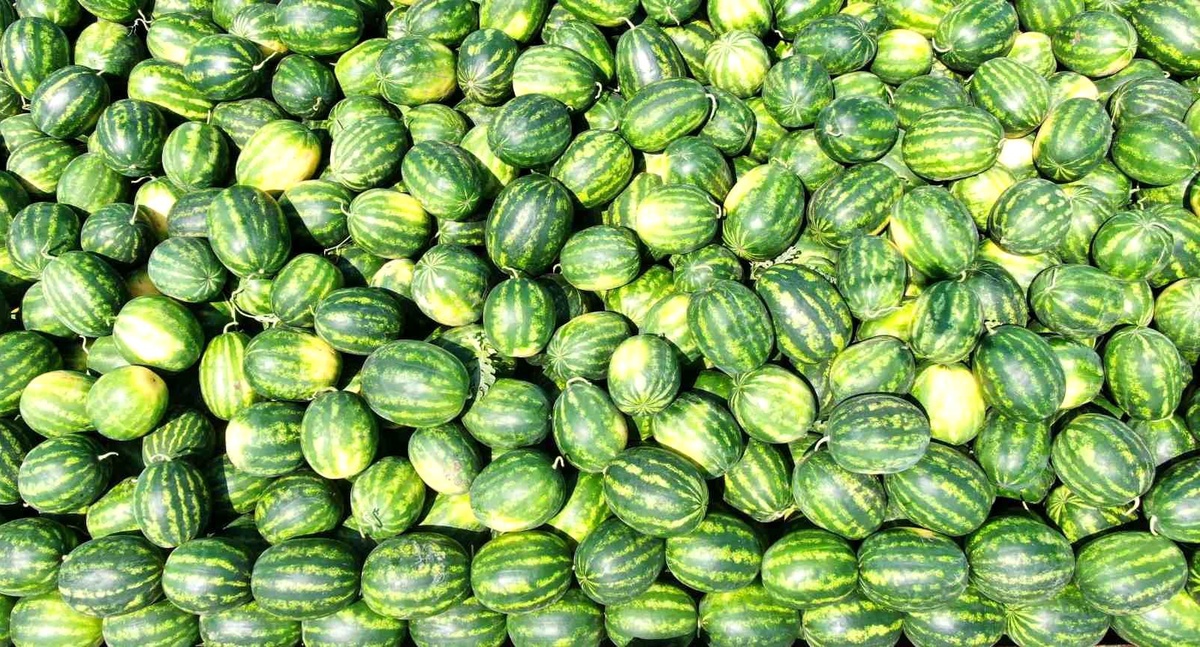 Adana\'da Karpuz Üreticileri Hasat İçin Gün Sayıyor