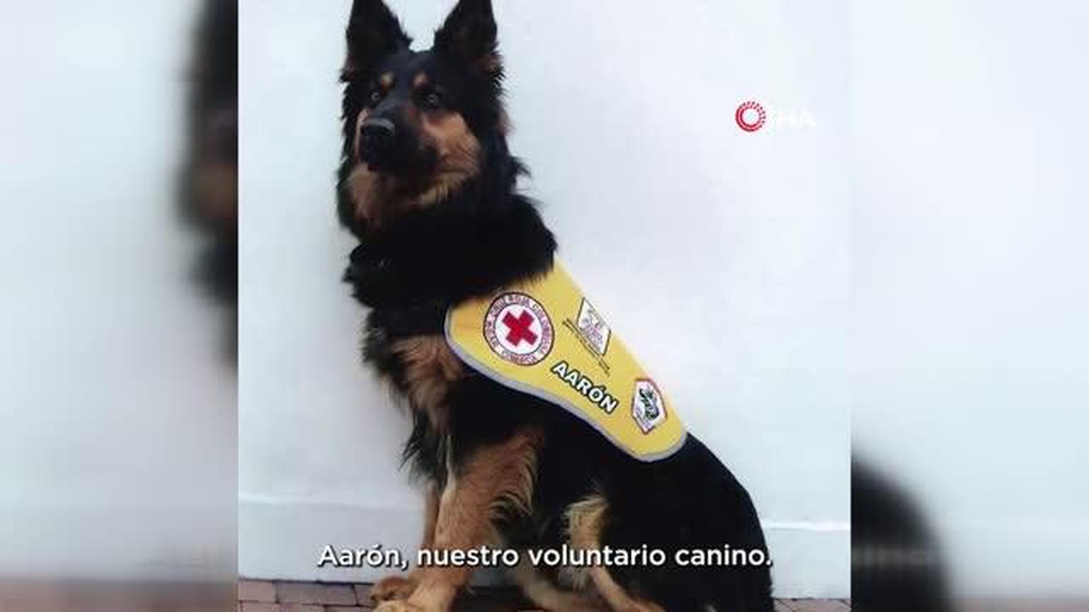 Arama-kurtarma köpeği Aaron Türkiye\'deki deprem çalışmalarında hayatını kaybetti