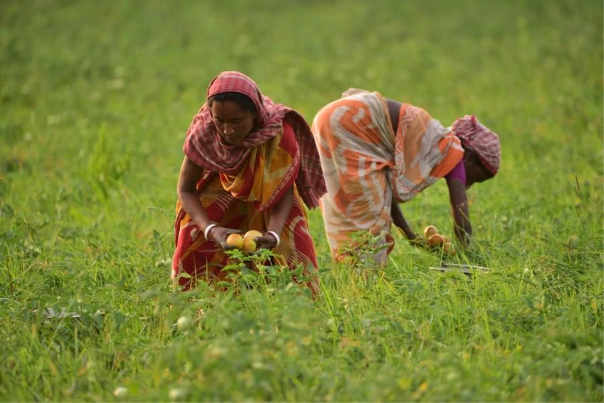Hindistanın Assam Eyaletinde Çiftçiler Domates Hasadına Başladı