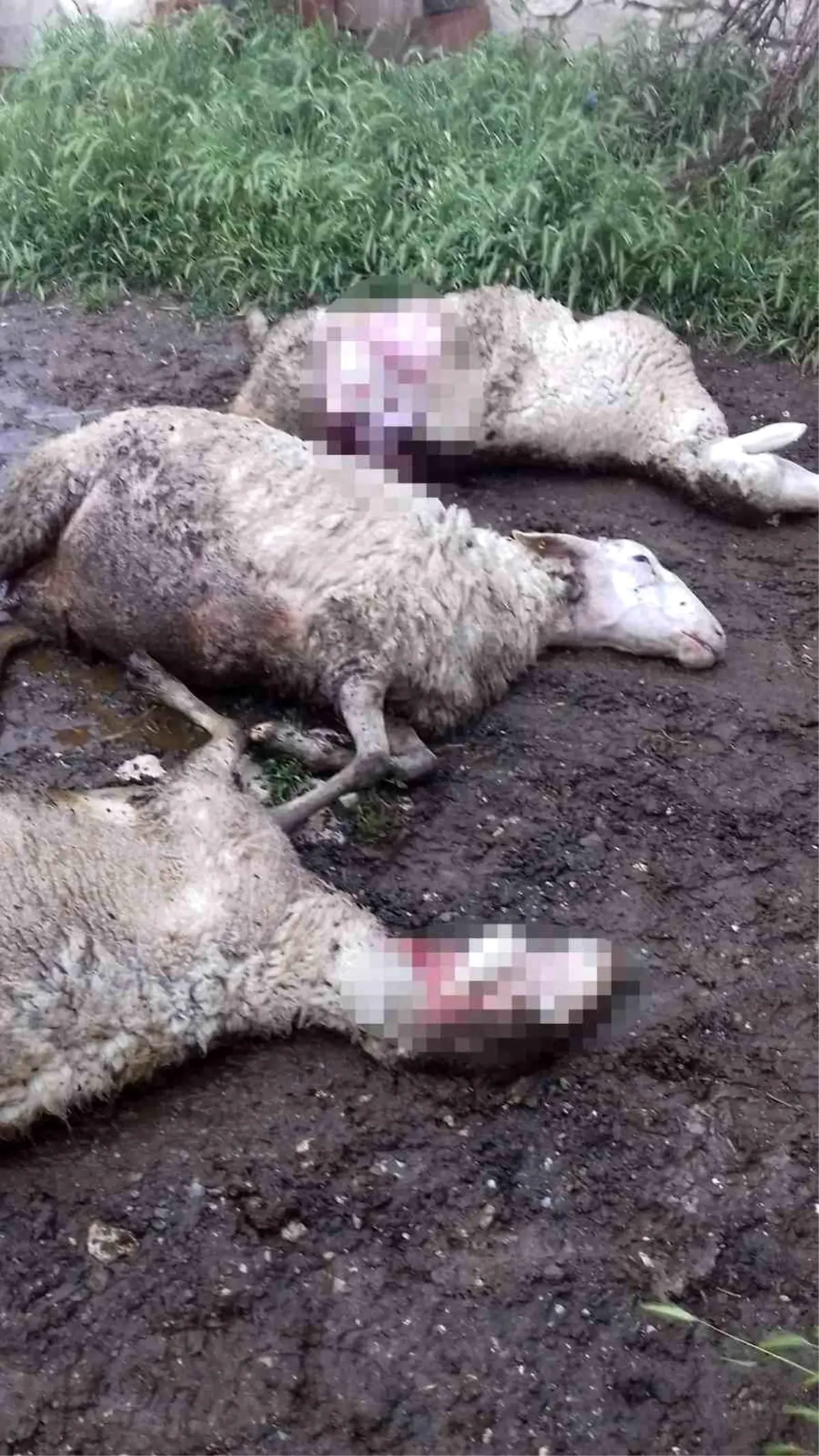 Manisada Kurtlar Koyunları Telef Etti