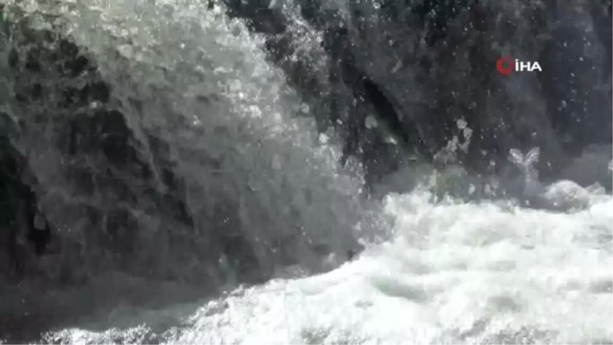 İnci Kefalleri Zorlu Üreme Göçüne Hazırlanıyor