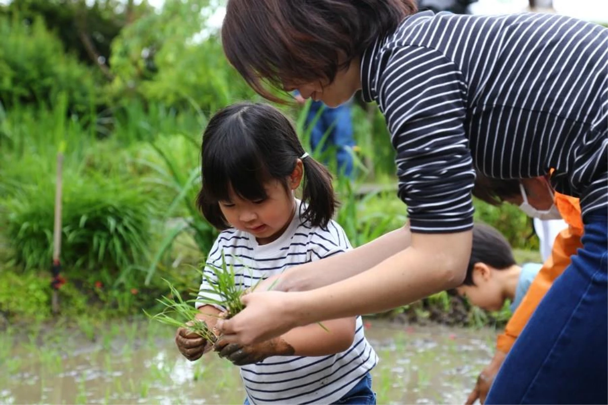 Japonya\'da Çocuklar Çatıya Kurulu Pirinç Tarlasında Çeltik Ekmeyi Öğreniyor