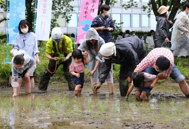 Japonya'da Çocuklar Çatıya Kurulu Pirinç Tarlasında Çeltik Ekmeyi Öğreniyor
