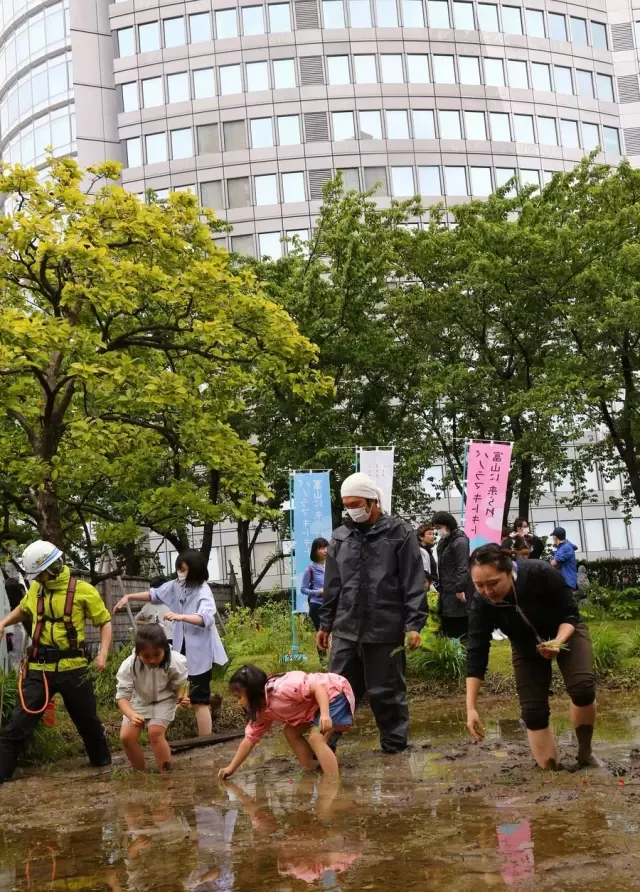 Japonya'da Çocuklar Çatıya Kurulu Pirinç Tarlasında Çeltik Ekmeyi Öğreniyor