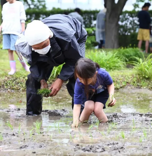 Japonya'da Çocuklar Çatıya Kurulu Pirinç Tarlasında Çeltik Ekmeyi Öğreniyor